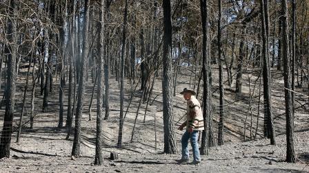 Bastrop fires