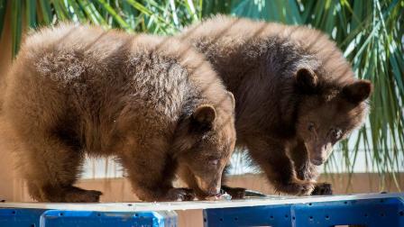 Bear cubs loose at Houston Zoo