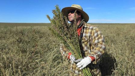 Hemp farming