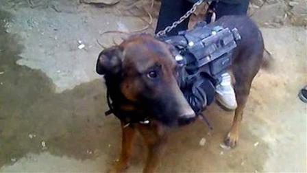 The Taliban said Friday that they have captured a military dog belonging to NATO forces in Afghanistan