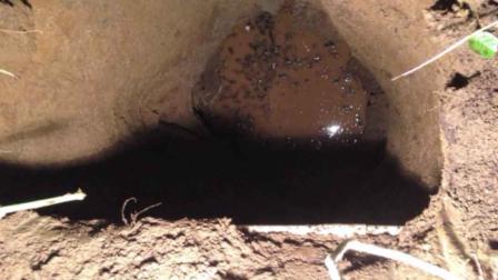 Sinkhole swallows woman and dog