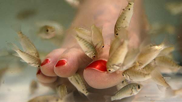 Tracy Roberts, 33, of Rockville, Md. has her toes nibbled on by a type of carp called garra rufa, or doctor fish, during a fish pedicure treatment at Yvonne Hair and Nails salon in Alexandria, Va. (AP Photo/Jacquelyn Martin)