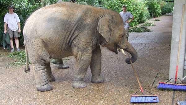 Tucker helps zoo staff sweeping up tree debris from the sidewalk (Houston Zoo)