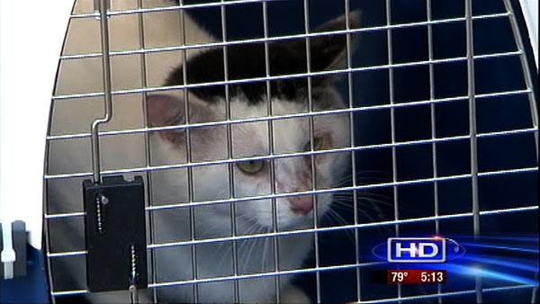 SPCA officials rescued nearly 80 cats left alone in a home with one litter box