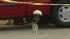 HPD: Bystander killed was in wrong place at... ::