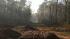 Fire burns in woods in Spring :: Reporter Simon Gutierrez snapped this photo of where the fire was burning