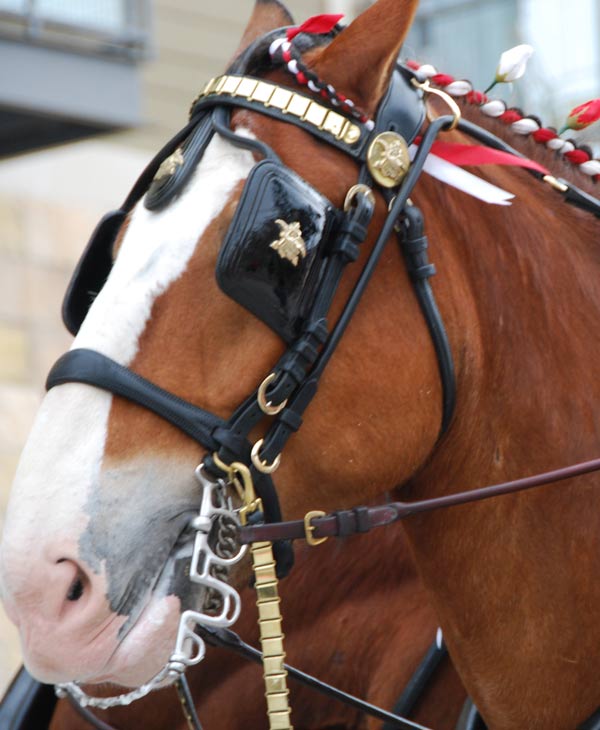 The famous Budweiser Clydesdales made an...