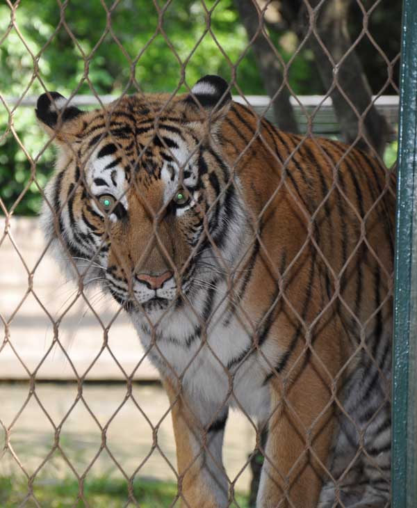 Cast members from CATS visit the big cat...