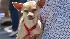 PETCO Chihuahua races