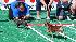 PETCO Chihuahua races