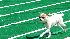 PETCO Chihuahua races