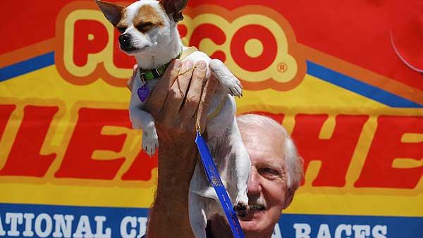 Piccolo, a 1-year-old Chihuahua from the Woodlands, was the overall winner Saturday