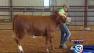 Garret Sebesta at the Fort Bend County Fair showing livestock for his eighth year in a row