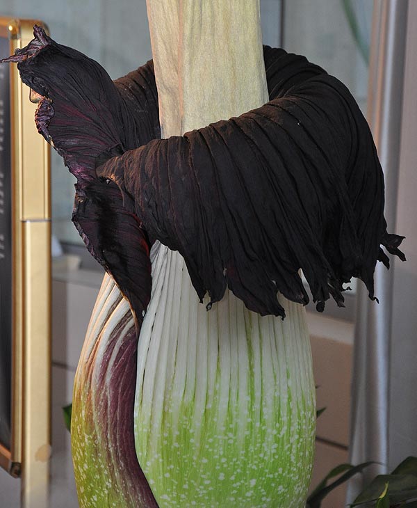 Lois, the famed corpse flower at the Houston...