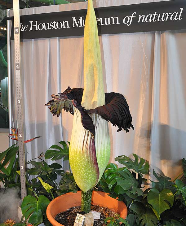 Lois, the famed corpse flower at the Houston...