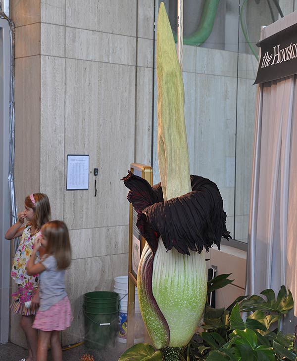 Lois, the famed corpse flower at the Houston...
