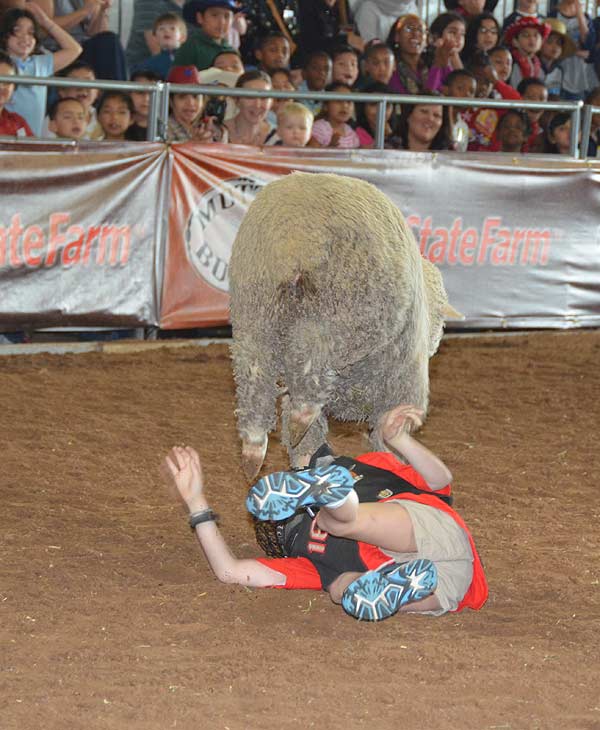 Image from the 2012 RodeoHouston at Reliant...
