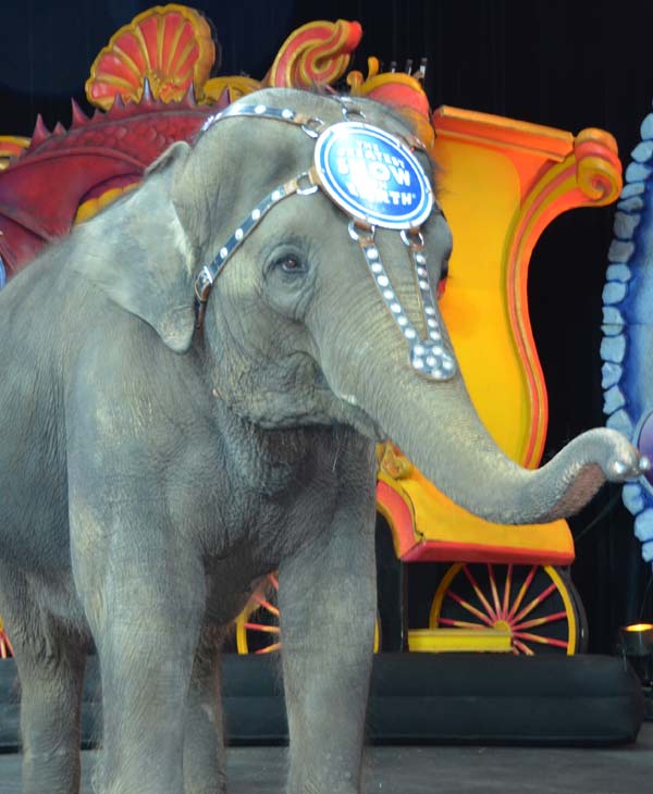 One of the elephants, Kelly Ann, gave us sneak...