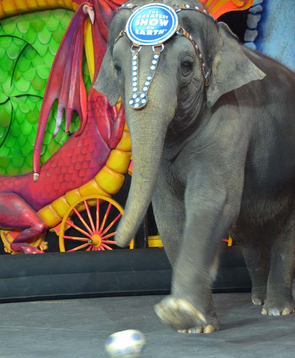 One of the elephants, Kelly Ann, gave us sneak...