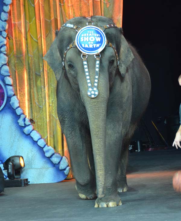 One of the elephants, Kelly Ann, gave us sneak...