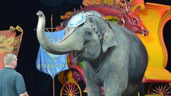 One of the elephants, Kelly Ann, gave us sneak...