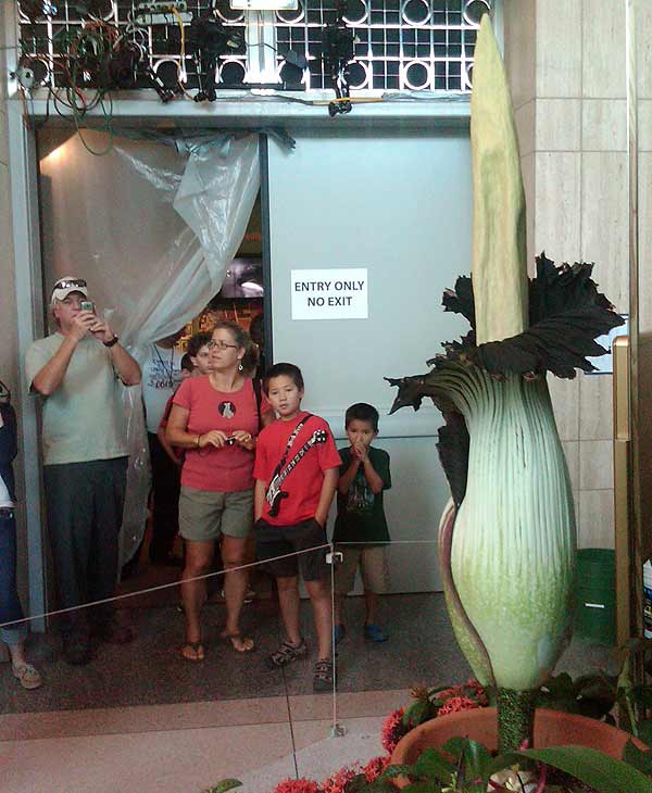 Lois, the famed corpse flower at the Houston...