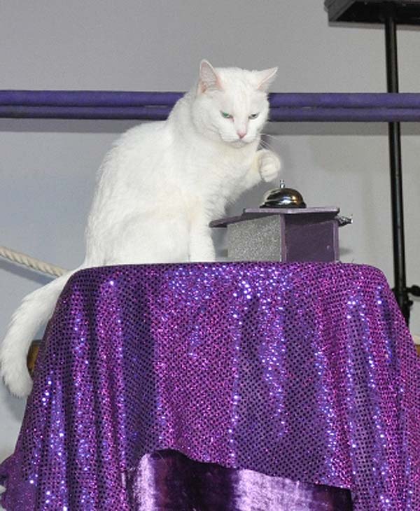 Ordinary housecats get trained to do...