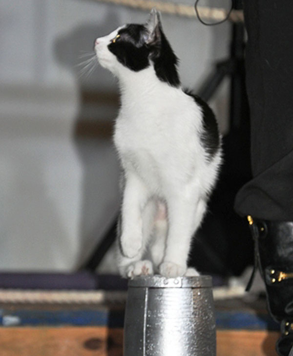Ordinary housecats get trained to do...