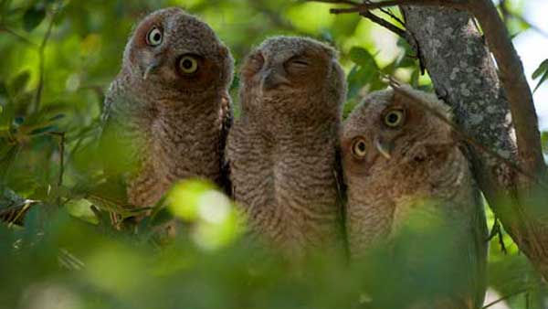 three owls