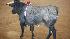 Photos from the bullfight