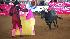 Photos from the bullfight