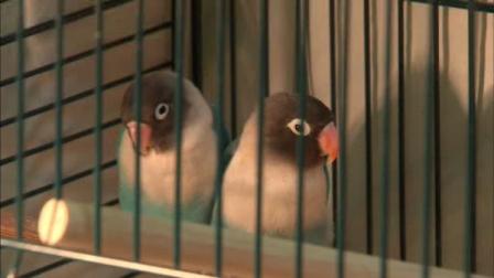 Birds among animals saved from pet store fire