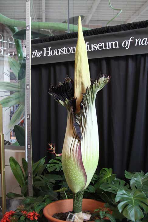 Lois, the famed corpse flower at the Houston...