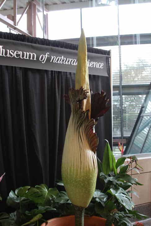 Lois, the famed corpse flower at the Houston...