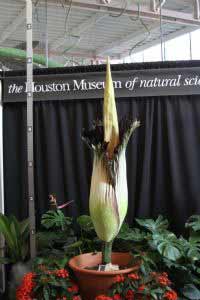 Lois, the famed corpse flower at the Houston...