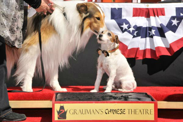 Uggie, the 10-year-old Jack Russell terrier who...