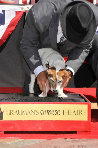 Uggie, the 10-year-old Jack Russell terrier who...