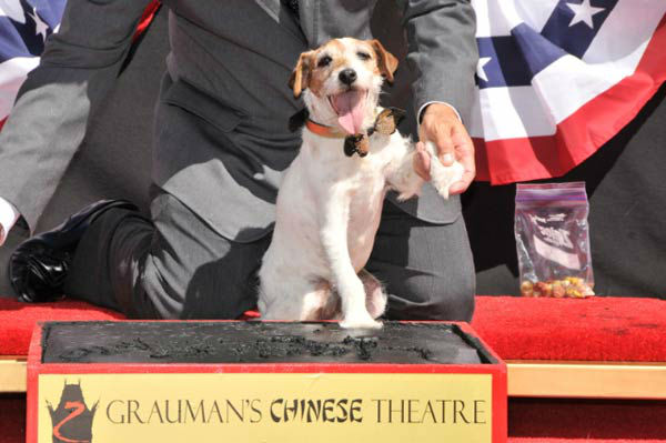Uggie, the 10-year-old Jack Russell terrier who...