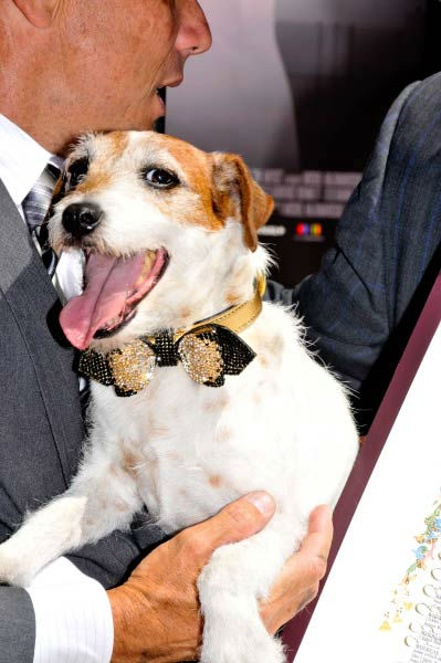 Uggie, the 10-year-old Jack Russell terrier who...