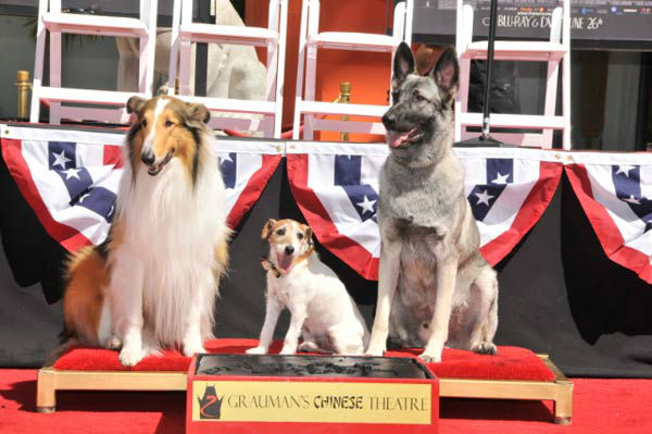 Uggie, the 10-year-old Jack Russell terrier who...