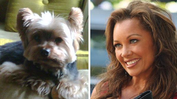 Vanessa Williams Yorkie dog, Enzo, appears in an undated photo. / Vanessa Williams appears in a scene from the 2010 episode of Desperate Housewives. - Provided courtesy of vanessawilliams.com / ABC Vanessa Williams Yorkie dog, Enzo, appears in an undated photo. / Vanessa Williams appears in a scene from the 2010 episode of Desperate Housewives. - Provided courtesy of vanessawilliams.com / ABC