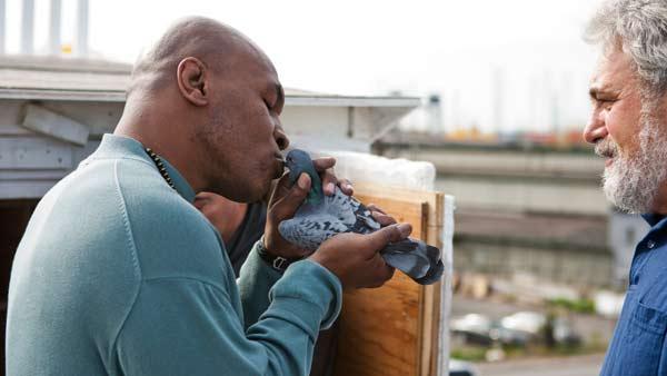 Mike Tyson kisses a pigeon in a promotional photo for his 2011 show Taking on Tyson. - Provided courtesy of Discovery Communications Mike Tyson kisses a pigeon in a promotional photo for his 2011 show Taking on Tyson. - Provided courtesy of Discovery Communications