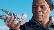Mike Tyson holds a pigeon in a promotional photo for his 2011 show Taking on Tyson. - Provided courtesy of Discovery Communications