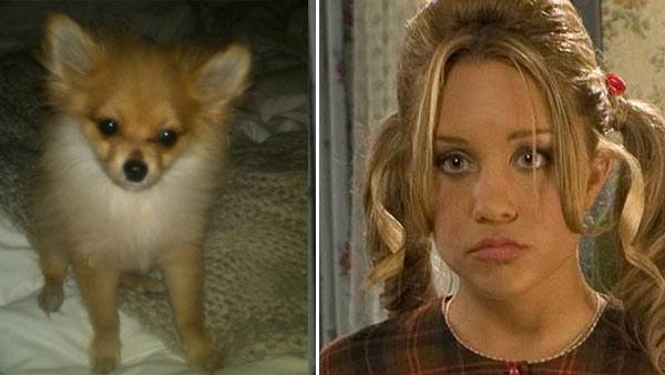 Amanda Bynes dog Angel in a 2011 photo. / Amanda Bynes appears in a scene from the 2007 movie Hairspray. - Provided courtesy of twitpic.com/4ctrr2 / New Line Cinema Amanda Bynes dog Angel in a 2011 photo. / Amanda Bynes appears in a scene from the 2007 movie Hairspray. - Provided courtesy of twitpic.com/4ctrr2 / New Line Cinema