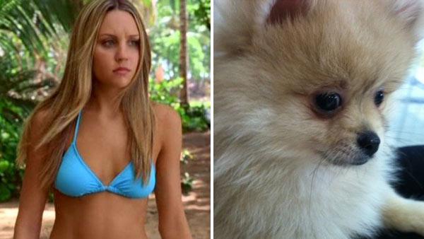 Amanda Bynes appears in a scene from the 2005 movie Love Wrecked./Amanda Bynes dog Tiara in a 2011 photo. - Provided courtesy of ABC Family/Twitpic Amanda Bynes appears in a scene from the 2005 movie Love Wrecked./Amanda Bynes dog Tiara in a 2011 photo. - Provided courtesy of ABC Family/Twitpic