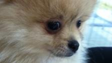 Amanda Bynes dog Tiara in a 2011 photo. - Provided courtesy of Twitpic