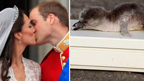 Britains Prince William kisses his wife Kate on the balcony of Buckingham Palace after the Royal Wedding in London Friday, April, 29, 2011. / Acorn, the penguin adopted by the royal couple, lies on a scale. - Provided courtesy of AP / Matt Dunham / Chester Zoo Britains Prince William kisses his wife Kate on the balcony of Buckingham Palace after the Royal Wedding in London Friday, April, 29, 2011. / Acorn, the penguin adopted by the royal couple, lies on a scale. - Provided courtesy of AP / Matt Dunham / Chester Zoo