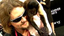 Crystal the monkey talks to OnTheRedCarpet.com at the premiere for The Hangover Part II. - Provided courtesy of OTRC