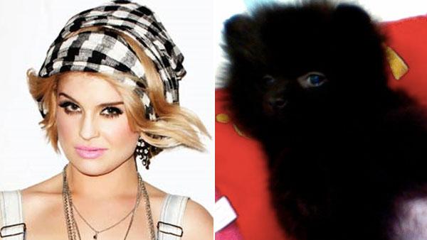 Left: Kelly Osbourne in a 2011 promotional photo for Material Girl clothing line. Right: A photo of Osbournes dog Noodles from March 2011. - Provided courtesy of Twitter / Macys Left: Kelly Osbourne in a 2011 promotional photo for Material Girl clothing line. Right: A photo of Osbournes dog Noodles from March 2011. - Provided courtesy of Twitter / Macys