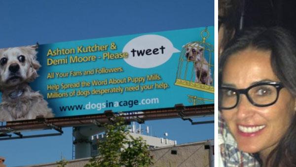 Dogs Need Cages billboard in Los Angeles. / Demi Moore appears an undated picture from her Twitter page. - Provided courtesy of Main Line Animal Rescue / Demi Moores official Twitter page / twitter.com/mrskutcher Dogs Need Cages billboard in Los Angeles. / Demi Moore appears an undated picture from her Twitter page. - Provided courtesy of Main Line Animal Rescue / Demi Moores official Twitter page / twitter.com/mrskutcher